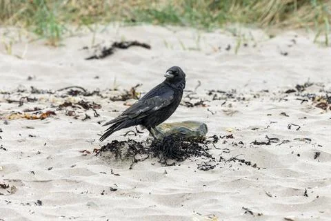 Black Crows Standing on Sandy Beach Near Sand Dune Stock Photos