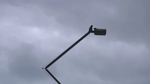 Black crows on street light. Stock Footage 332864327