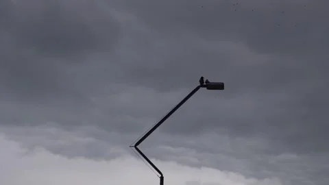 Black crows on street light. Stock Footage 332864333