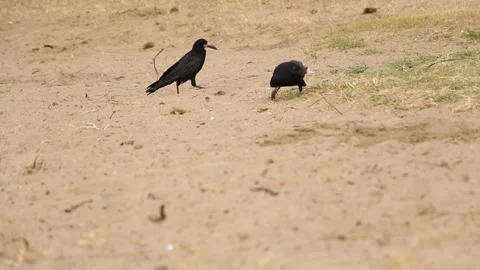 Black crows walk on the beach Stock Footage 243998066