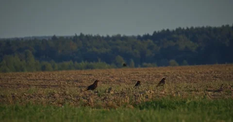 Black Crows Walking on Dry Agricultural Field at Summer Dusk Stock Footage 336327820