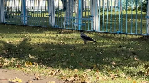 Black Crows Walking on Green Grass Field Stock Footage 317537565