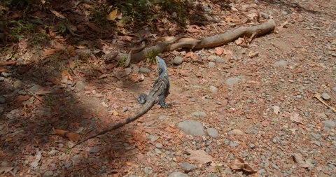 Black Ctenosaur (Lizard) runs along the ground Stock Footage 108604110