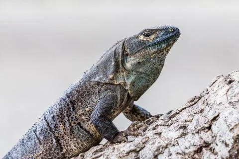 Black ctenosaur on a tree Stock Photos