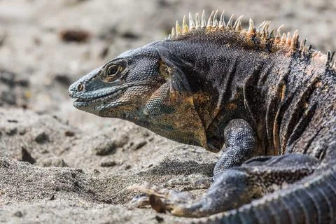 Black ctenosaur turning on the beach Stock Photos