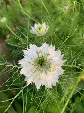 Black cumin flower Stock Photos
