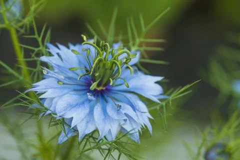 Black cumin flower Stockfoto's