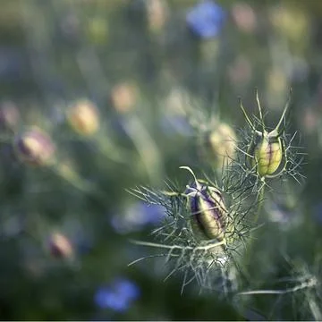 Black cumin flowers in the garden. selective focus Stock Photos