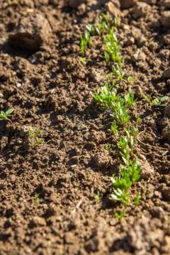 Black cumin growing tiny sprouts, vertical Foto stock