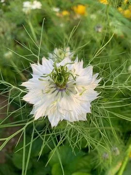 Black cumin Stock Photos
