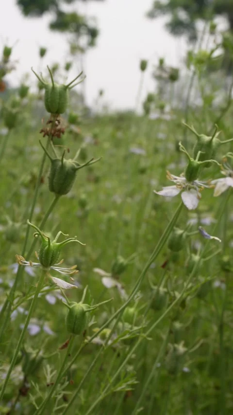 Black Cumin Pods Stock-Footage 332593030