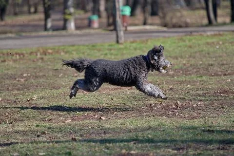 Black curly haired dog running with a ball in a park Stock Photos