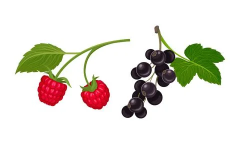 Black Currant and Raspberry Branch with Berries and Green Fibrous Leaves Vector Stock Illustration