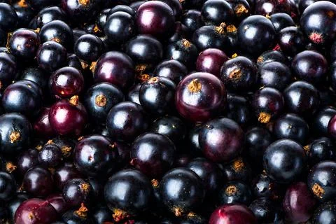 Black currant background Stock Photos