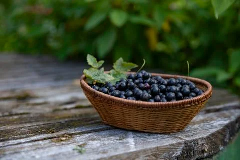 Black currant in the basket Foto stock