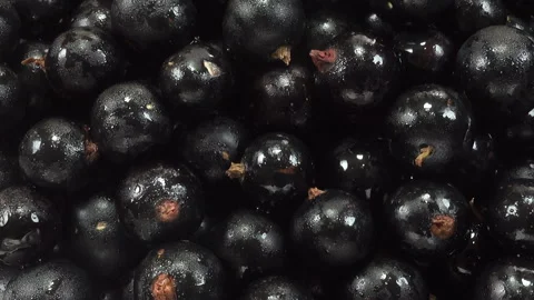 Black currant berries as a background Stock Footage 136567411
