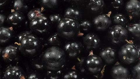 Black currant berries as background Stock Footage 138714653