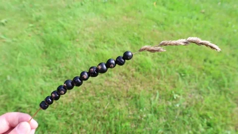 Black currant berries on a blade of grass Video stock 315247273