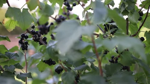 Black currant berries on branch on bush Stock Footage 200761460