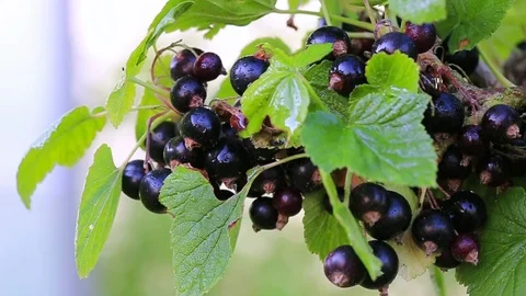 Black currant berries on a branch in summer garden. Stock Footage 107145352