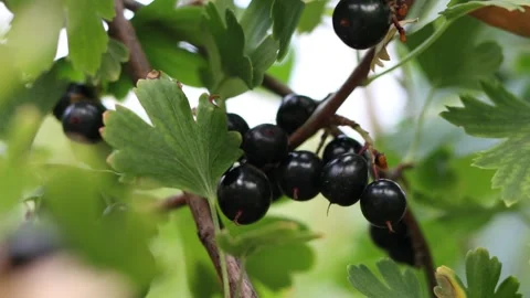 Black currant berries on the branches Stock Footage 145433012