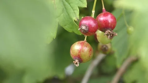 Black currant berries on a bush Stock Footage 138725023