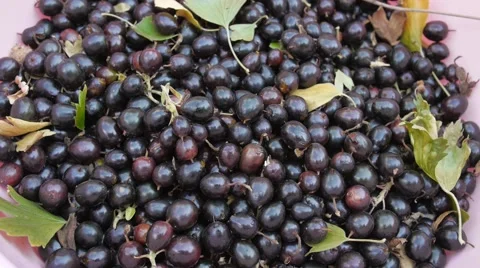 Black currant berries fall into the container during the harvest. Stock Footage 68366387