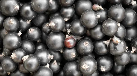Black currant berries Stock Footage 68189354