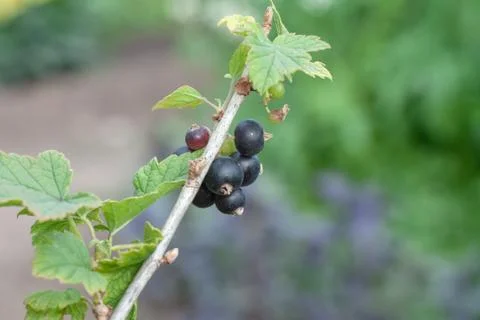 Black currant berries Stock Photos