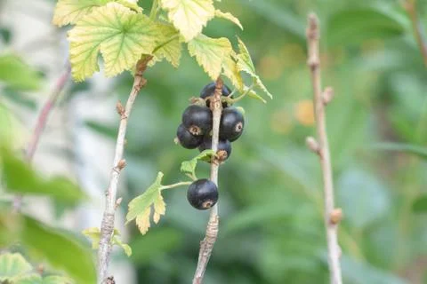 Black currant berries Stock Photos