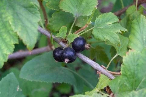 Black currant berries Stock Photos