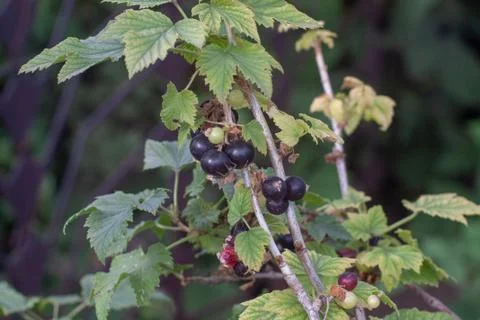 Black currant berries Foto stock