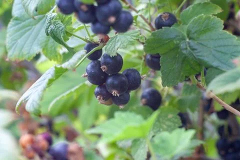 Black currant berries Stock Photos