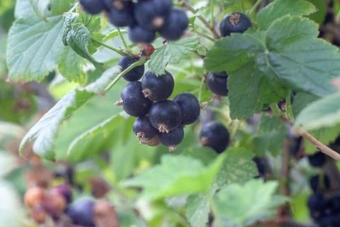 Black currant berries Stock Photos