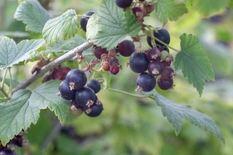 Black currant berries Stock Photos