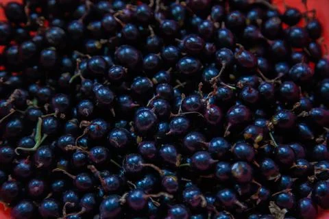 Black currant berries Stock Photos