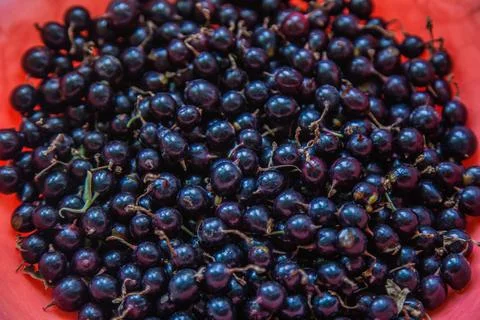 Black currant berries Stock Photos