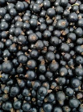 Black currant berries Stock Photos