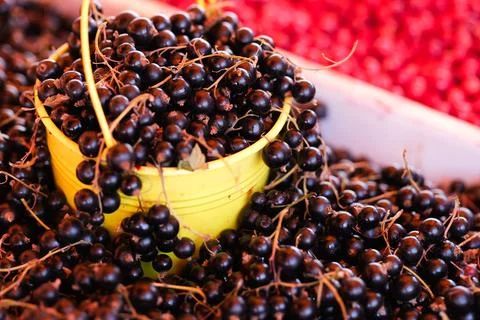 Black currant berries Stock Photos