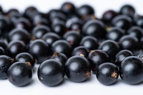 Black currant berries Stock Photos