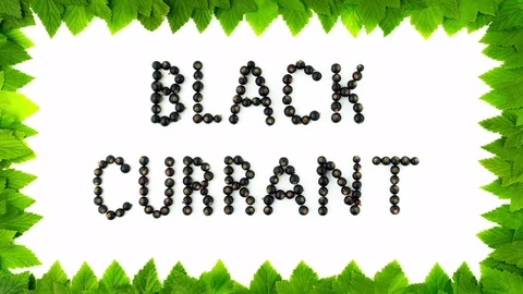 Black currant berries on white background. Fruit font, letters. Frame of leaves Stock Footage 79044396