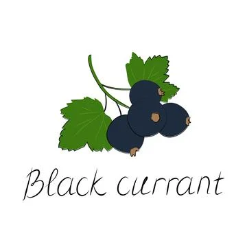 Black currant berry flat icon with inscription colorful vector illustration of Stock Illustration