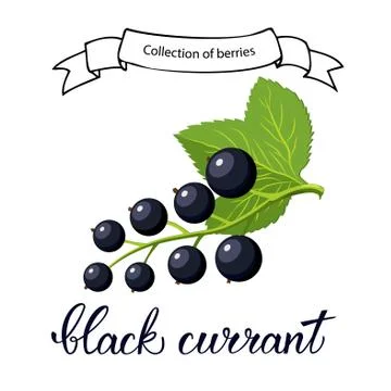 Black currant berry Stock Illustration