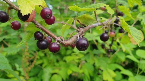 Black currant. Black currant berries on the bush. Stock Footage 112280984
