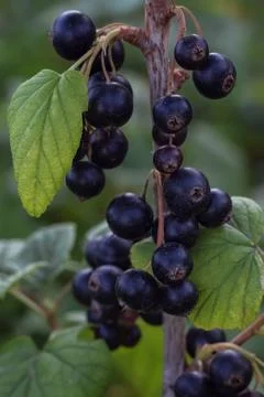 Black currant on a branch close-up, the background is blurred. Fruit garden.. Stock Photos