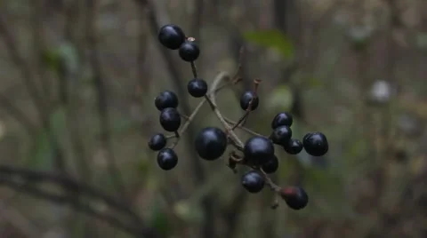 Black currant branch Stock Footage 43943149