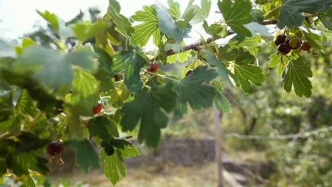 Black currant on the branch 動画素材 111955489