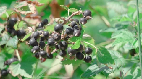 Black currant on a branch Stock Footage 113997629