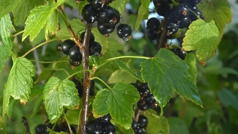 Black currant on a branch in a natural environment. Video stock 77714614