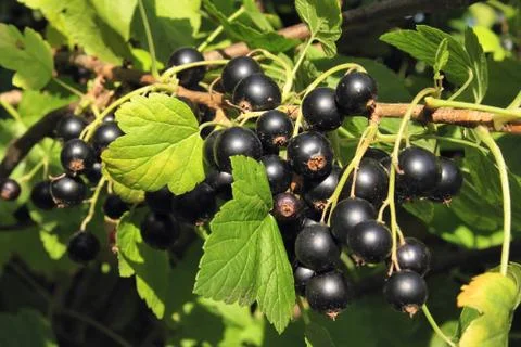 Black currant branch Stock Photos